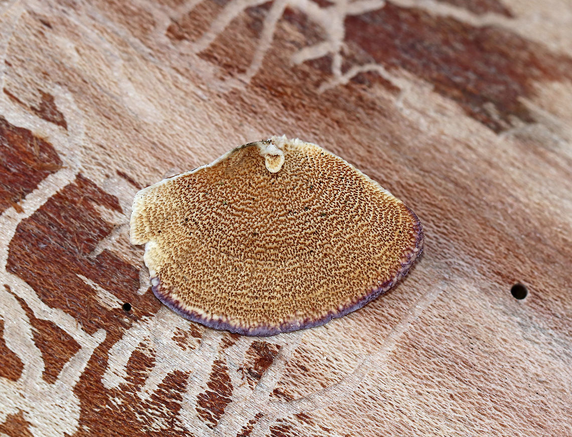 Violet-toothed Polypore - Trichaptum biforme Semicircular brackets with a finely hairy upper surface that had white, tan, and lilac zones of color. The pore surface was tan and lilac with white along the edges.<br />
<br />
Habitat: Growing on rotting wood Fall,Geotagged,Trichaptum biforme,United States,polypore