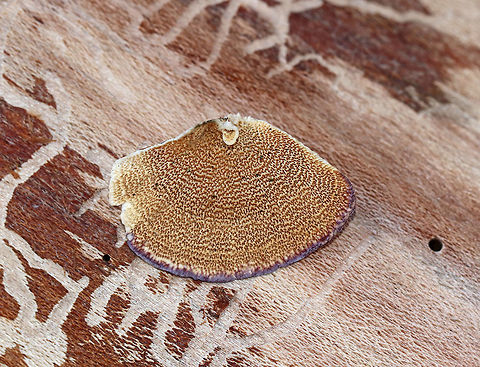 Violet-toothed Polypore - Trichaptum biforme Semicircular brackets with a finely hairy upper surface that had white, tan, and lilac zones of color. The pore surface was tan and lilac with white along the edges.

Habitat: Growing on rotting wood Fall,Geotagged,Trichaptum biforme,United States,polypore