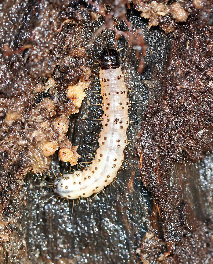 Dead-wood Borer Caterpillar - Scolecocampa liburna Interesting fact: The dark line on the dorsal surface are the contents of the intestinal canal. They show through the skin.<br />
<br />
Habitat: Rotting stump in a swampy, deciduous forest. Deadwood Borer Moth,Fall,Geotagged,Scolecocampa liburna,United States,caterpillar