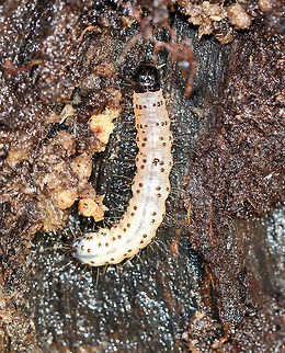 Dead-wood Borer Caterpillar - Scolecocampa liburna Interesting fact: The dark line on the dorsal surface are the contents of the intestinal canal. They show through the skin.

Habitat: Rotting stump in a swampy, deciduous forest. Deadwood Borer Moth,Fall,Geotagged,Scolecocampa liburna,United States,caterpillar