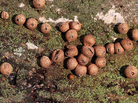 Stump Puffball - Lycoperdon pyriforme I love how the light in photos changes with the seasons. This photo is pretty typical of the winter light we experience in the northeastern US.

Habitat: Rotting wood Fall,Geotagged,Lycoperdon pyriforme,Pear-shaped Puffball,United States