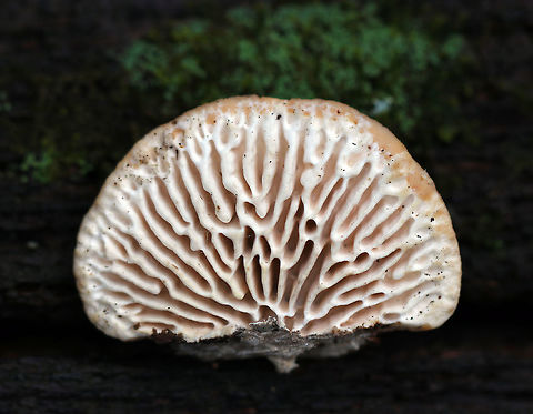 Oak Mazegill - Daedalea quercina Flat, fan-shaped fruiting body with amazingly intricate maze-like pores that were very deep, thick, and fuzzy.

Habitat: Growing on rotting wood in a hardwood forest

The fruiting bodies of Daedalea quercina have some unusual uses. They can be used as a natural comb, especially for brushing horses with sensitive skin. In addition, the smoldering fruiting bodies may be used to anesthetize bees. This species has also been investigated for bioremediation, and for medicinal purposes.
https://www.jungledragon.com/image/76697/oak_mazegill_-_daedalea_quercina.html Daedalea quercina,Fall,Geotagged,Oak mazegill,United States
