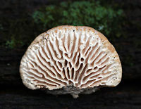 Oak Mazegill - Daedalea quercina Flat, fan-shaped fruiting body with amazingly intricate maze-like pores that were very deep, thick, and fuzzy.<br />
<br />
Habitat: Growing on rotting wood in a hardwood forest<br />
<br />
The fruiting bodies of Daedalea quercina have some unusual uses. They can be used as a natural comb, especially for brushing horses with sensitive skin. In addition, the smoldering fruiting bodies may be used to anesthetize bees. This species has also been investigated for bioremediation, and for medicinal purposes.<br />
https://www.jungledragon.com/image/76697/oak_mazegill_-_daedalea_quercina.html Daedalea quercina,Fall,Geotagged,Oak mazegill,United States