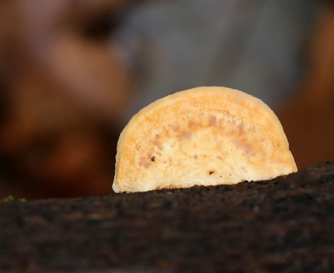 Oak Mazegill - Daedalea quercina Flat, fan-shaped fruiting body with amazingly intricate maze-like pores that were very deep, thick, and fuzzy.<br />
<br />
Habitat: Growing on rotting wood in a hardwood forest<br />
<br />
The fruiting bodies of Daedalea quercina have some unusual uses. They can be used as a natural comb, especially for brushing horses with sensitive skin. In addition, the smoldering fruiting bodies may be used to anesthetize bees. This species has also been investigated for bioremediation, and for medicinal purposes.<br />
<figure class="photo"><a href="https://www.jungledragon.com/image/76696/oak_mazegill_-_daedalea_quercina.html" title="Oak Mazegill - Daedalea quercina"><img src="https://s3.amazonaws.com/media.jungledragon.com/images/3232/76696_thumb.jpg?AWSAccessKeyId=05GMT0V3GWVNE7GGM1R2&Expires=1767225610&Signature=6%2F6cH%2BT9O4Eou4puQBCix6tOgXY%3D" width="200" height="156" alt="Oak Mazegill - Daedalea quercina Flat, fan-shaped fruiting body with amazingly intricate maze-like pores that were very deep, thick, and fuzzy.<br />
<br />
Habitat: Growing on rotting wood in a hardwood forest<br />
<br />
The fruiting bodies of Daedalea quercina have some unusual uses. They can be used as a natural comb, especially for brushing horses with sensitive skin. In addition, the smoldering fruiting bodies may be used to anesthetize bees. This species has also been investigated for bioremediation, and for medicinal purposes.<br />
https://www.jungledragon.com/image/76697/oak_mazegill_-_daedalea_quercina.html Daedalea quercina,Fall,Geotagged,Oak mazegill,United States" /></a></figure> Daedalea quercina,Fall,Geotagged,Oak mazegill,United States