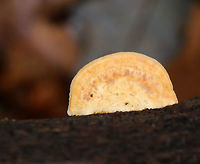 Oak Mazegill - Daedalea quercina Flat, fan-shaped fruiting body with amazingly intricate maze-like pores that were very deep, thick, and fuzzy.<br />
<br />
Habitat: Growing on rotting wood in a hardwood forest<br />
<br />
The fruiting bodies of Daedalea quercina have some unusual uses. They can be used as a natural comb, especially for brushing horses with sensitive skin. In addition, the smoldering fruiting bodies may be used to anesthetize bees. This species has also been investigated for bioremediation, and for medicinal purposes.<br />
https://www.jungledragon.com/image/76696/oak_mazegill_-_daedalea_quercina.html Daedalea quercina,Fall,Geotagged,Oak mazegill,United States