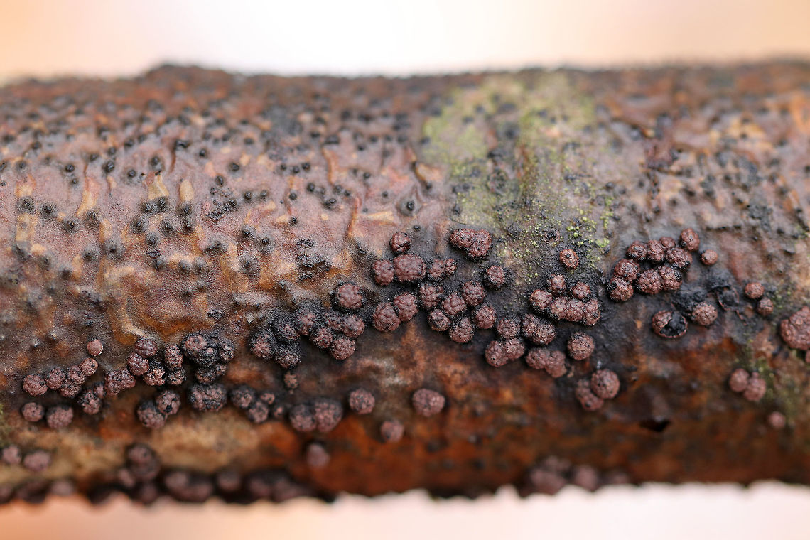 Hypoxylon fragiforme Irregularly shaped fungus. Its surface was reddish brown and bumpy. <br />
<br />
Habitat: Rotting wood<br />
<figure class="photo"><a href="https://www.jungledragon.com/image/76699/hypoxylon_fragiforme.html" title="Hypoxylon fragiforme"><img src="https://s3.amazonaws.com/media.jungledragon.com/images/3232/76699_thumb.jpg?AWSAccessKeyId=05GMT0V3GWVNE7GGM1R2&Expires=1759968010&Signature=%2BKbwOmBnivjh6HmkzykZR8iAlts%3D" width="200" height="152" alt="Hypoxylon fragiforme Irregularly shaped fungus. Its surface was reddish brown and bumpy. <br />
<br />
Habitat: Rotting wood<br />
https://www.jungledragon.com/image/76698/hypoxylon_fragiforme.html<br />
<br />
 Fall,Geotagged,Hypoxylon fragiforme,United States" /></a></figure> Fall,Geotagged,Hypoxylon fragiforme,United States