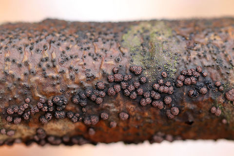 Hypoxylon fragiforme Irregularly shaped fungus. Its surface was reddish brown and bumpy. 

Habitat: Rotting wood
https://www.jungledragon.com/image/76699/hypoxylon_fragiforme.html Fall,Geotagged,Hypoxylon fragiforme,United States