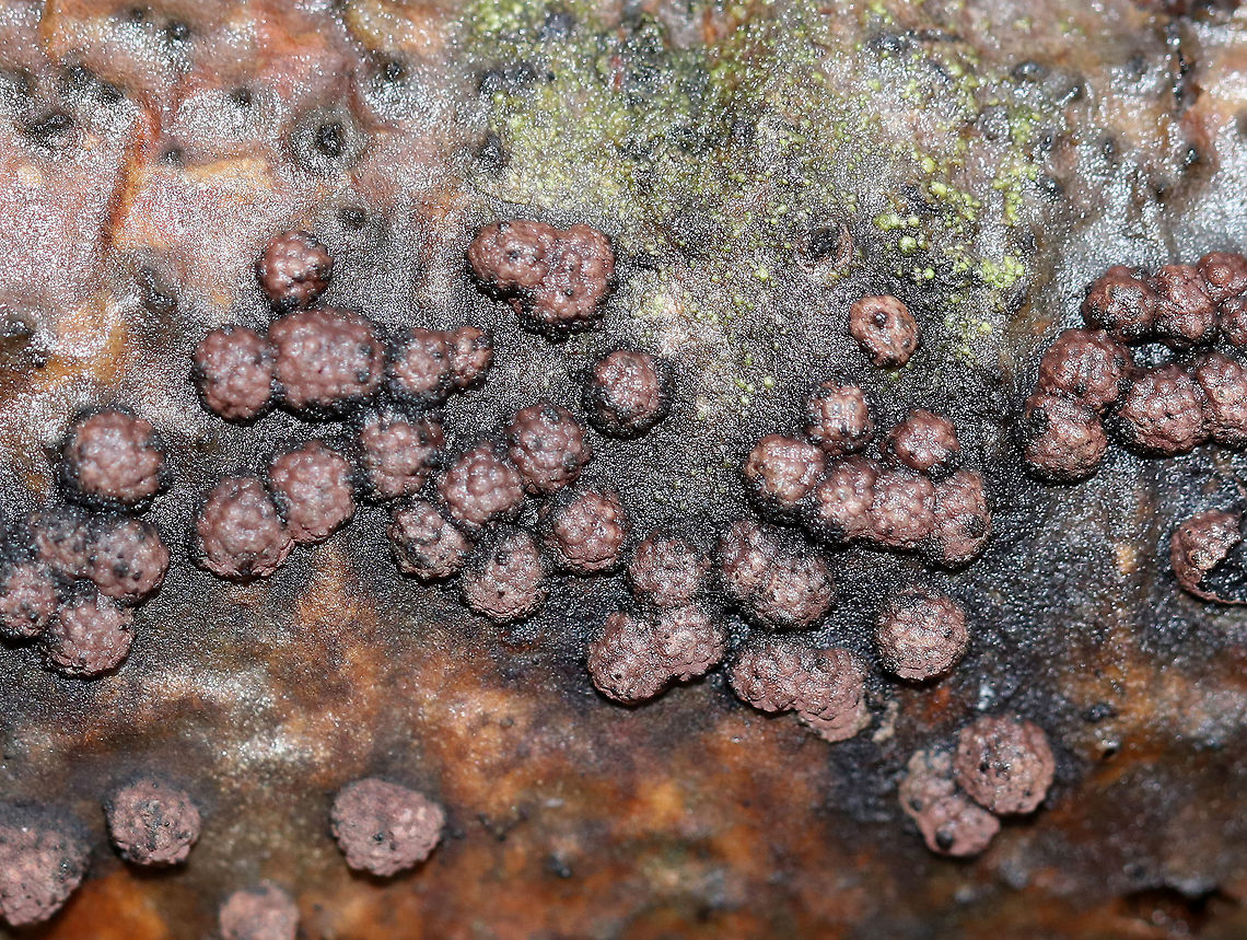Hypoxylon fragiforme Irregularly shaped fungus. Its surface was reddish brown and bumpy. <br />
<br />
Habitat: Rotting wood<br />
<figure class="photo"><a href="https://www.jungledragon.com/image/76698/hypoxylon_fragiforme.html" title="Hypoxylon fragiforme"><img src="https://s3.amazonaws.com/media.jungledragon.com/images/3232/76698_thumb.jpg?AWSAccessKeyId=05GMT0V3GWVNE7GGM1R2&Expires=1770854410&Signature=D2I6Ny%2B2CPaBwFMO%2F35oaZPfwcM%3D" width="200" height="134" alt="Hypoxylon fragiforme Irregularly shaped fungus. Its surface was reddish brown and bumpy. <br />
<br />
Habitat: Rotting wood<br />
https://www.jungledragon.com/image/76699/hypoxylon_fragiforme.html Fall,Geotagged,Hypoxylon fragiforme,United States" /></a></figure><br />
<br />
 Fall,Geotagged,Hypoxylon fragiforme,United States