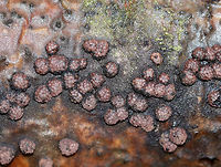 Hypoxylon fragiforme Irregularly shaped fungus. Its surface was reddish brown and bumpy. <br />
<br />
Habitat: Rotting wood<br />
https://www.jungledragon.com/image/76698/hypoxylon_fragiforme.html<br />
<br />
 Fall,Geotagged,Hypoxylon fragiforme,United States