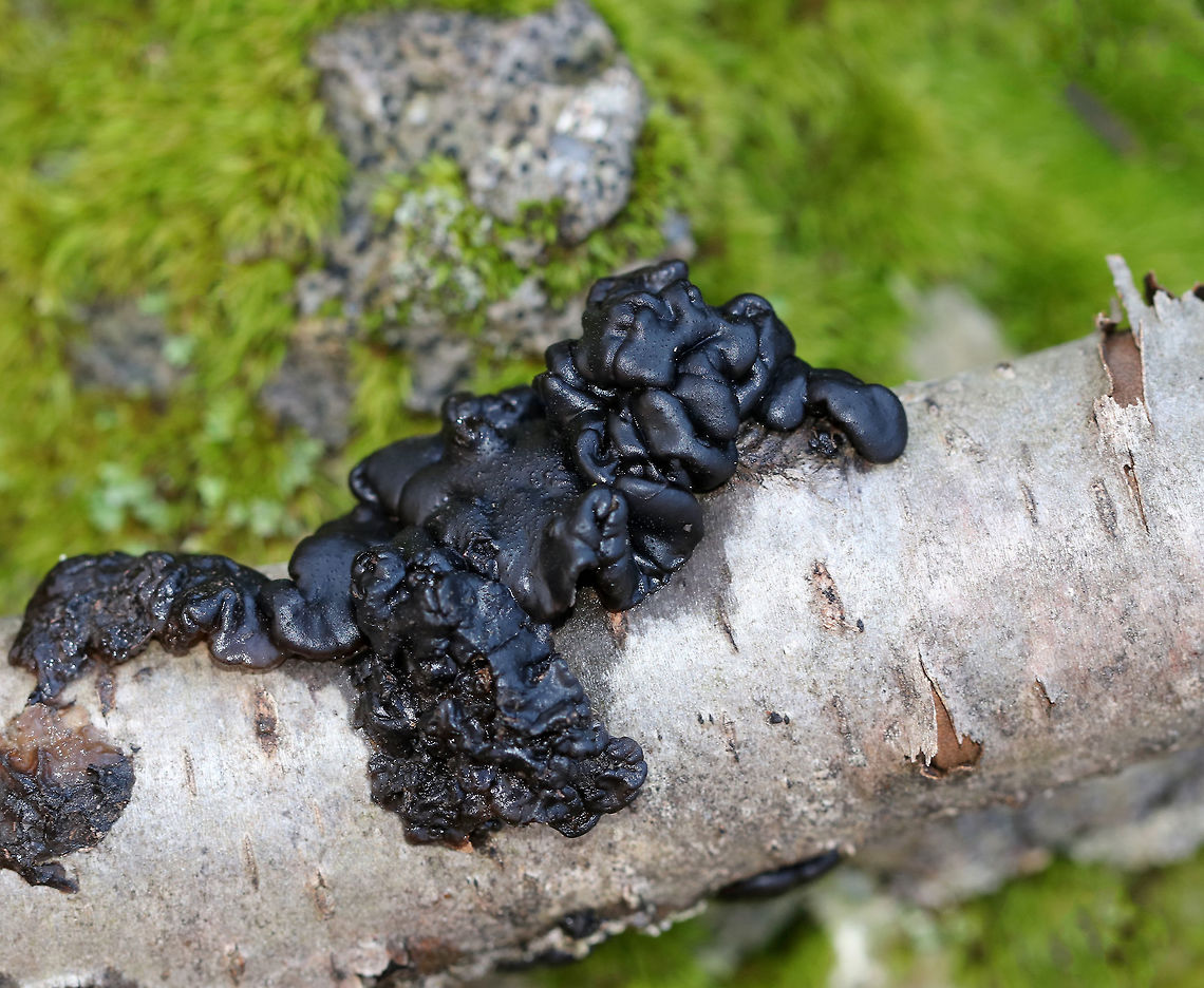 Exidia glandulosa Black, lumpy fungus growing on birch Black Witch's Butter,Exidia glandulosa,Fall,Geotagged,United States,exidia