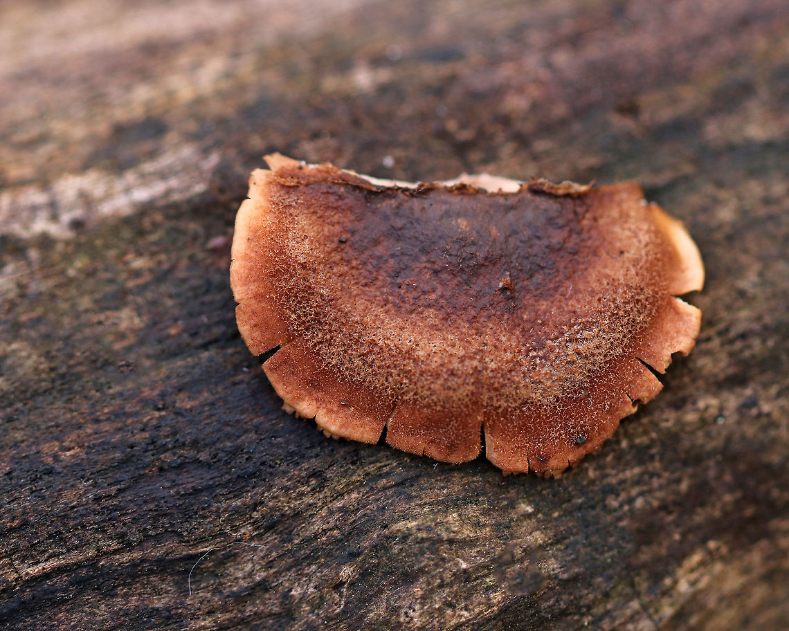 Bear Paws - Lentinellus ursinus Old and crusty<br />
<br />
Habitat: Rotting wood<br />
<figure class="photo"><a href="https://www.jungledragon.com/image/76702/bear_paws_-_lentinellus_ursinus.html" title="Bear Paws - Lentinellus ursinus"><img src="https://s3.amazonaws.com/media.jungledragon.com/images/3232/76702_thumb.jpg?AWSAccessKeyId=05GMT0V3GWVNE7GGM1R2&Expires=1759968010&Signature=DMXxN0W1NYYRXoA1Jli4ls8P3VQ%3D" width="200" height="150" alt="Bear Paws - Lentinellus ursinus Old and crusty<br />
<br />
Habitat: Rotting wood<br />
https://www.jungledragon.com/image/76701/bear_paws_-_lentinellus_ursinus.html Bear Lentinellus,Fall,Geotagged,Lentinellus ursinus,United States" /></a></figure> Bear Lentinellus,Fall,Geotagged,Lentinellus,Lentinellus ursinus,United States