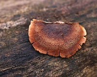 Bear Paws - Lentinellus ursinus Old and crusty<br />
<br />
Habitat: Rotting wood<br />
https://www.jungledragon.com/image/76702/bear_paws_-_lentinellus_ursinus.html Bear Lentinellus,Fall,Geotagged,Lentinellus,Lentinellus ursinus,United States