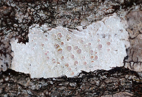 Frosted Rim-Lichen - Lecanora caesiorubella Crustose lichen with pinkish brown, sessile apothecia and a gray thallus.

Habitat: Deciduous tree in a rural, wooded yard
https://www.jungledragon.com/image/76745/frosted_rim-lichen_-_lecanora_caesiorubella.html Geotagged,Lecanora,Lecanora caesiorubella,United States,Winter,lichen