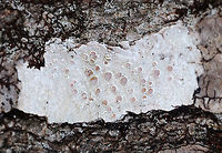 Frosted Rim-Lichen - Lecanora caesiorubella Crustose lichen with pinkish brown, sessile apothecia and a gray thallus.<br />
<br />
Habitat: Deciduous tree in a rural, wooded yard<br />
https://www.jungledragon.com/image/76745/frosted_rim-lichen_-_lecanora_caesiorubella.html Geotagged,Lecanora,Lecanora caesiorubella,United States,Winter,lichen