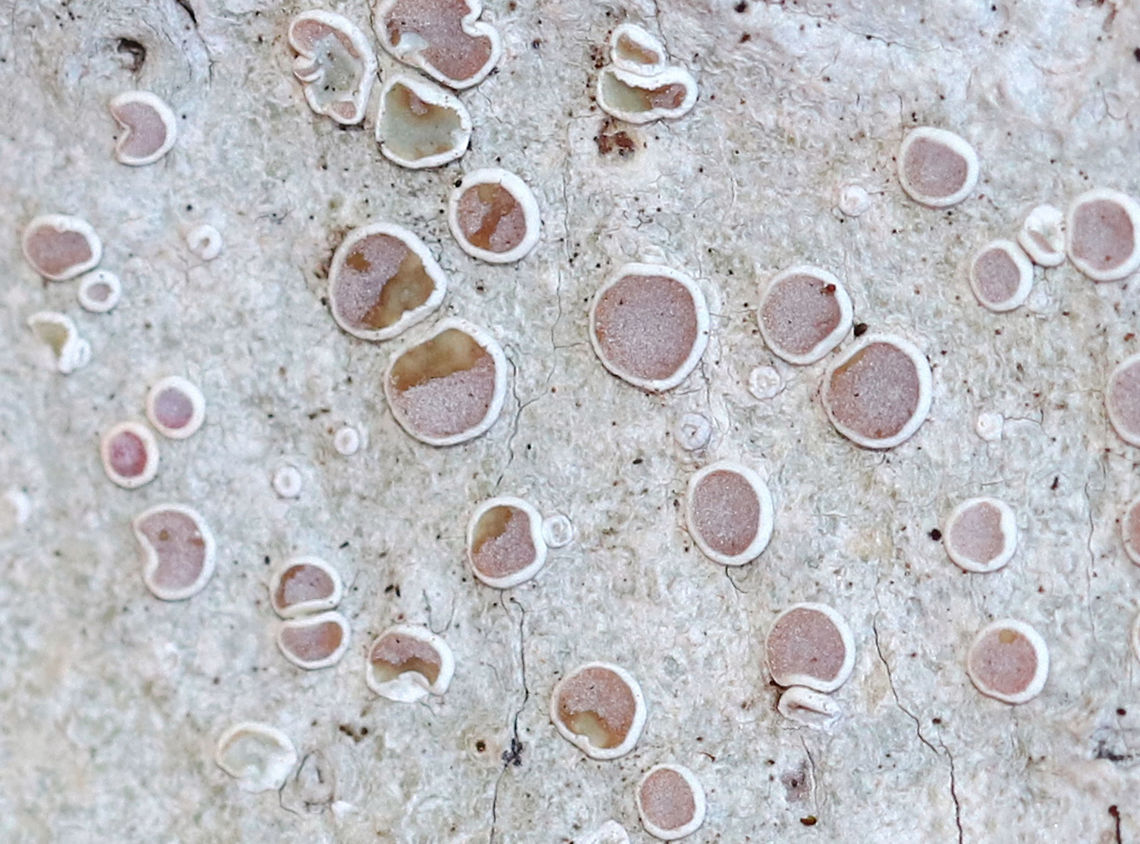 Frosted Rim-Lichen - Lecanora caesiorubella Crustose lichen with pinkish brown, sessile apothecia and a gray thallus.<br />
<br />
Habitat: Deciduous tree in a rural, wooded yard<br />
<figure class="photo"><a href="https://www.jungledragon.com/image/76744/frosted_rim-lichen_-_lecanora_caesiorubella.html" title="Frosted Rim-Lichen - Lecanora caesiorubella"><img src="https://s3.amazonaws.com/media.jungledragon.com/images/3232/76744_thumb.jpg?AWSAccessKeyId=05GMT0V3GWVNE7GGM1R2&Expires=1769040010&Signature=8IBvr9EPkhyChAWZTCnGDkCudNU%3D" width="200" height="138" alt="Frosted Rim-Lichen - Lecanora caesiorubella Crustose lichen with pinkish brown, sessile apothecia and a gray thallus.<br />
<br />
Habitat: Deciduous tree in a rural, wooded yard<br />
https://www.jungledragon.com/image/76745/frosted_rim-lichen_-_lecanora_caesiorubella.html Geotagged,Lecanora,Lecanora caesiorubella,United States,Winter,lichen" /></a></figure> Geotagged,Lecanora caesiorubella,United States,Winter