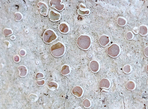 Frosted Rim-Lichen - Lecanora caesiorubella Crustose lichen with pinkish brown, sessile apothecia and a gray thallus.

Habitat: Deciduous tree in a rural, wooded yard
https://www.jungledragon.com/image/76744/frosted_rim-lichen_-_lecanora_caesiorubella.html Geotagged,Lecanora caesiorubella,United States,Winter