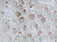 Frosted Rim-Lichen - Lecanora caesiorubella Crustose lichen with pinkish brown, sessile apothecia and a gray thallus.<br />
<br />
Habitat: Deciduous tree in a rural, wooded yard<br />
https://www.jungledragon.com/image/76744/frosted_rim-lichen_-_lecanora_caesiorubella.html Geotagged,Lecanora caesiorubella,United States,Winter