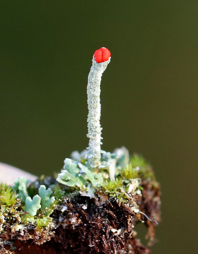 British Soldier Lichen - Cladonia cristatella These were so tiny!<br />
<br />
Habitat: Growing on mossy stumps in a rural, wooded backyard British soldier lichen,Cladonia cristatella,Geotagged,United States,Winter,lichen