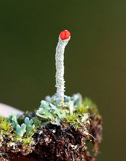 British Soldier Lichen - Cladonia cristatella These were so tiny!

Habitat: Growing on mossy stumps in a rural, wooded backyard British soldier lichen,Cladonia cristatella,Geotagged,United States,Winter,lichen