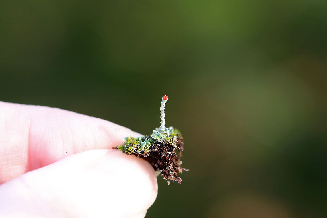 British Soldier Lichen - Cladonia cristatella These were so tiny!<br />
<br />
Habitat: Growing on mossy stumps in a rural, wooded backyard British soldier lichen,Cladonia cristatella,Geotagged,United States,Winter