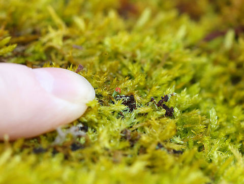British Soldier Lichen - Cladonia cristatella These were so tiny!

Habitat: Growing on mossy stumps in a rural, wooded backyard
https://www.jungledragon.com/image/76749/british_soldier_lichen_-_cladonia_cristatella.html British soldier lichen,Cladonia cristatella,Geotagged,United States,Winter