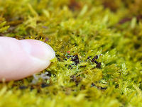 British Soldier Lichen - Cladonia cristatella These were so tiny!<br />
<br />
Habitat: Growing on mossy stumps in a rural, wooded backyard<br />
https://www.jungledragon.com/image/76749/british_soldier_lichen_-_cladonia_cristatella.html British soldier lichen,Cladonia cristatella,Geotagged,United States,Winter