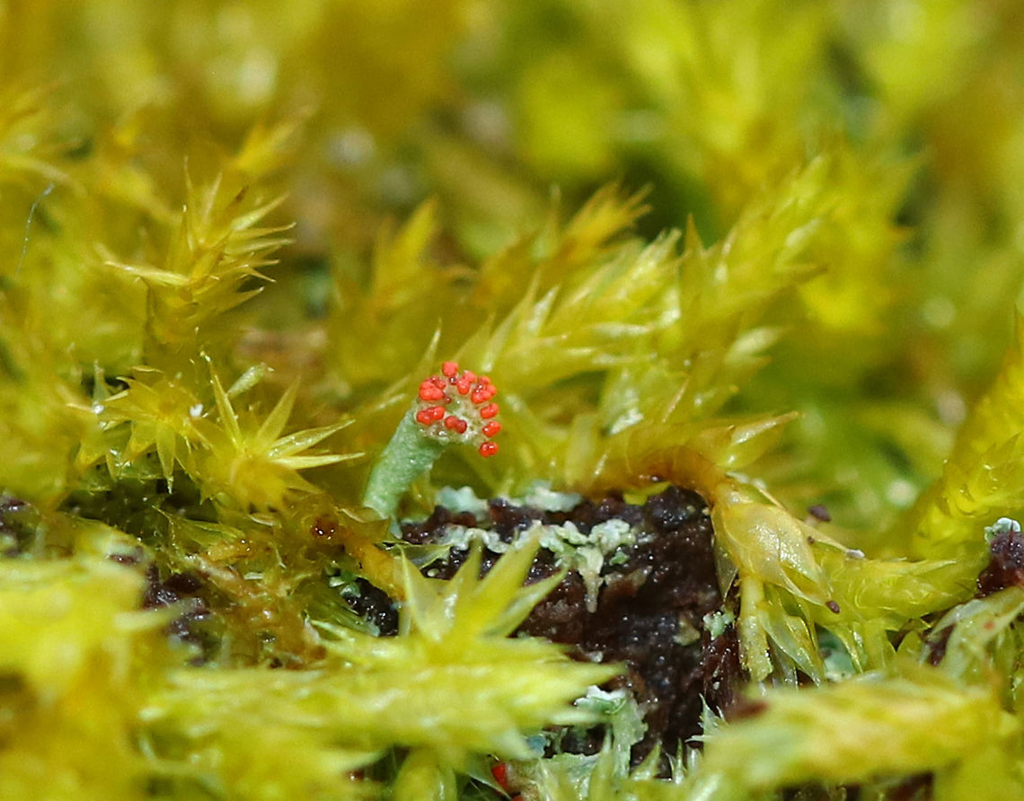 British Soldier Lichen - Cladonia cristatella These were so tiny!<br />
<br />
Habitat: Growing on mossy stumps in a rural, wooded backyard<br />
<figure class="photo"><a href="https://www.jungledragon.com/image/76748/british_soldier_lichen_-_cladonia_cristatella.html" title="British Soldier Lichen - Cladonia cristatella"><img src="https://s3.amazonaws.com/media.jungledragon.com/images/3232/76748_thumb.jpg?AWSAccessKeyId=05GMT0V3GWVNE7GGM1R2&Expires=1767225610&Signature=qSmKjUOKLSVJWIhV6xshCCxpTsU%3D" width="200" height="152" alt="British Soldier Lichen - Cladonia cristatella These were so tiny!<br />
<br />
Habitat: Growing on mossy stumps in a rural, wooded backyard<br />
https://www.jungledragon.com/image/76749/british_soldier_lichen_-_cladonia_cristatella.html British soldier lichen,Cladonia cristatella,Geotagged,United States,Winter" /></a></figure> British soldier lichen,Cladonia cristatella,Geotagged,United States,Winter