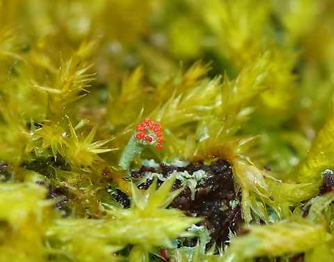 British Soldier Lichen - Cladonia cristatella These were so tiny!

Habitat: Growing on mossy stumps in a rural, wooded backyard
https://www.jungledragon.com/image/76748/british_soldier_lichen_-_cladonia_cristatella.html British soldier lichen,Cladonia cristatella,Geotagged,United States,Winter