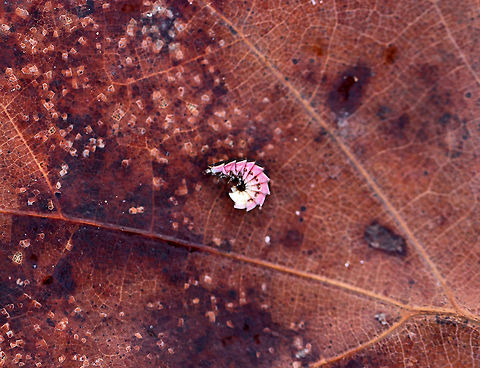 Firefly Larva - Family Lampyridae *Disclaimer: I moved this larva from under a log and placed it on this leaf to take a photo.  I put it back in its original location afterwards. It slept through the whole thing...

These beetle larvae look like prehistoric armored insects. They have flattened dorsal segments that extend to the back and sides, like overlapping plates. Their pink and white ventral surface is more fleshy and contains a glow organ with photocytes (light cells) at the end of their abdomens, which create bioluminescent light. So, how does a beetle larva's bum become a light beacon? Here's how - the light cells need several ingredients in order to make light. They need luciferin, ATP, and luciferase. Luciferase is an enzyme that causes the luciferin to produce light, and ATP provides the energy to drive the chemical reaction. Interestingly, these ingredients are always present in the glow organ, but it doesn't always glow because oxygen is required for the chemical reaction to occur. No oxygen = no reaction. No reaction = no light. The firefly larvae control the oxygen supply, so when they need to glow again, they simply feed oxygen to their glow organ, and voil&aacute;&mdash;it creates light. 

Habitat: Under a log in a wooded backyard
https://www.jungledragon.com/image/76751/firefly_larva_-_family_lampyridae.html Geotagged,United States,Winter,beetle larva,firefly,firefly larva,lampyridae,larva