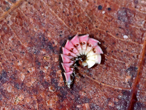 Firefly Larva - Family Lampyridae *Disclaimer: I moved this larva from under a log and placed it on this leaf to take a photo. I put it back in its original location afterwards. It slept through the whole thing...

These beetle larvae look like prehistoric armored insects. They have flattened dorsal segments that extend to the back and sides, like overlapping plates. Their pink and white ventral surface is more fleshy and contains a glow organ with photocytes (light cells) at the end of their abdomens, which create bioluminescent light. So, how does a beetle larva's bum become a light beacon? Here's how - the light cells need several ingredients in order to make light. They need luciferin, ATP, and luciferase. Luciferase is an enzyme that causes the luciferin to produce light, and ATP provides the energy to drive the chemical reaction. Interestingly, these ingredients are always present in the glow organ, but it doesn't always glow because oxygen is required for the chemical reaction to occur. No oxygen = no reaction. No reaction = no light. The firefly larvae control the oxygen supply, so when they need to glow again, they simply feed oxygen to their glow organ, and voilá—it creates light. 

Habitat: Under a log in a wooded backyard
https://www.jungledragon.com/image/76750/firefly_larva_-_family_lampyridae.html Geotagged,United States,Winter