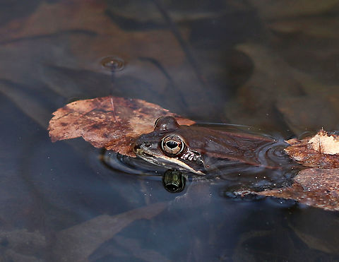 Wood Frog - Lithobates sylvaticus Adult wood frogs are brown or tan and have a dark eye mask. Individual frogs are capable of varying their color. I spotted more than 50 frogs mating and swimming. They were incredibly loud!

Habitat: Small pond, swamp, and vernal pools in a deciduous forest

https://vimeo.com/327816113
https://www.jungledragon.com/image/76887/wood_frog_-_lithobates_sylvaticus.html
https://www.jungledragon.com/image/76886/wood_frog_-_lithobates_sylvaticus.html Geotagged,Lithobates sylvaticus,Spring,United States,frog,frogs,wood frog