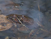 Wood Frog - Lithobates sylvaticus Adult wood frogs are brown or tan and have a dark eye mask. Individual frogs are capable of varying their color. I spotted more than 50 frogs mating and swimming. They were incredibly loud!<br />
<br />
I sat on the bank of the pond for at least 30 minutes, during which time this pair didn't move.  The male did start to fall asleep though!<br />
<br />
Habitat: Small pond, swamp, and vernal pools in a deciduous forest<br />
<br />
https://vimeo.com/327816113<br />
<br />
https://www.jungledragon.com/image/76885/wood_frog_-_lithobates_sylvaticus.html<br />
https://www.jungledragon.com/image/76887/wood_frog_-_lithobates_sylvaticus.html<br />
 Geotagged,Lithobates sylvaticus,Spring,United States,wood frog