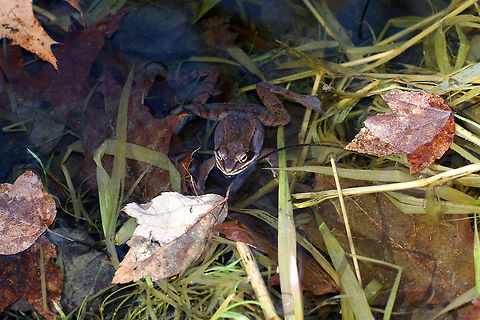 Wood Frog - Lithobates sylvaticus Adult wood frogs are brown or tan and have a dark eye mask. Individual frogs are capable of varying their color. I spotted more than 50 frogs mating and swimming. They were incredibly loud!

Habitat: Small pond, swamp, and vernal pools in a deciduous forest

https://vimeo.com/327816113
https://www.jungledragon.com/image/76885/wood_frog_-_lithobates_sylvaticus.html
https://www.jungledragon.com/image/76886/wood_frog_-_lithobates_sylvaticus.html Geotagged,Lithobates sylvaticus,Spring,United States,wood frog
