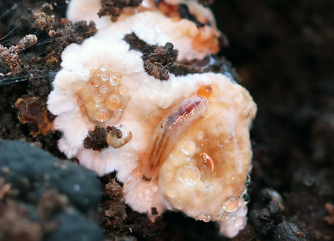 Family Mycetophilidae - Fungus Gnat Larvae There were several of these larvae feasting on fungi growing on a rotting log

Habitat: Rural backyard Geotagged,Mycetophilidae,United States,Winter,fungus gnat,fungus gnat larvae,larvae