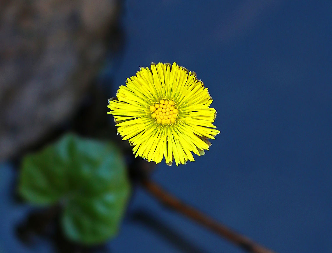 Coltsfoot - Tussilago farfara My first wildflower of the spring!<br />
<br />
A perennial, herbaceous plant whose flowers resemble a dandelion. Flowers bloom on leafless stems with the leaves appearing later. <br />
<br />
The genus name comes from the Latin word &quot;tussis&quot; (cough), which alludes to the plant&#039;s reputation as a treatment for coughs. The leaves and flowers of this plant are still used in herbal medicine as an expectorant. However, it has been found to contain traces of liver affecting pyrrolizidine alkaloids, which may be toxic in large doses.<br />
<br />
Habitat: Growing in a stream next to a bog. It&#039;s invasive and prohibited where I live in CT. I found this colony just over the border in New York.  <br />
<figure class="photo"><a href="https://www.jungledragon.com/image/76944/coltsfoot_-_tussilago_farfara.html" title="Coltsfoot - Tussilago farfara"><img src="https://s3.amazonaws.com/media.jungledragon.com/images/3232/76944_thumb.jpg?AWSAccessKeyId=05GMT0V3GWVNE7GGM1R2&Expires=1759968010&Signature=1n63KdJKlzQkqjdovy99HwbfDrU%3D" width="118" height="152" alt="Coltsfoot - Tussilago farfara A perennial, herbaceous plant whose flowers resemble a dandelion. Flowers bloom on leafless stems with the leaves appearing later. <br />
<br />
The genus name comes from the Latin word &quot;tussis&quot; (cough), which alludes to the plant&#039;s reputation as a treatment for coughs. The leaves and flowers of this plant are still used in herbal medicine as an expectorant. However, it has been found to contain traces of liver affecting pyrrolizidine alkaloids, which may be toxic in large doses.<br />
<br />
Habitat: Growing in a stream next to a bog<br />
https://www.jungledragon.com/image/76943/coltsfoot_-_tussilago_farfara.html Coltsfoot,Geotagged,Spring,Tussilago farfara,United States" /></a></figure> Coltsfoot,Geotagged,Spring,Tussilago farfara,United States