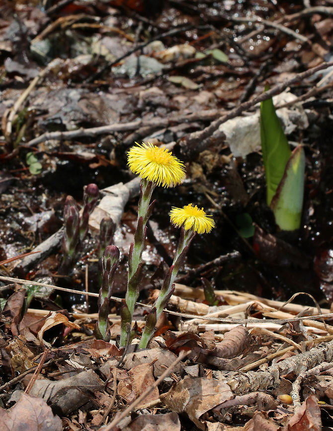 Coltsfoot - Tussilago farfara A perennial, herbaceous plant whose flowers resemble a dandelion. Flowers bloom on leafless stems with the leaves appearing later. <br />
<br />
The genus name comes from the Latin word &quot;tussis&quot; (cough), which alludes to the plant&#039;s reputation as a treatment for coughs. The leaves and flowers of this plant are still used in herbal medicine as an expectorant. However, it has been found to contain traces of liver affecting pyrrolizidine alkaloids, which may be toxic in large doses.<br />
<br />
Habitat: Growing in a stream next to a bog<br />
<figure class="photo"><a href="https://www.jungledragon.com/image/76943/coltsfoot_-_tussilago_farfara.html" title="Coltsfoot - Tussilago farfara"><img src="https://s3.amazonaws.com/media.jungledragon.com/images/3232/76943_thumb.jpg?AWSAccessKeyId=05GMT0V3GWVNE7GGM1R2&Expires=1759968010&Signature=v7Hb0HF72JyoN4HHSEfF%2BRNfN7U%3D" width="200" height="154" alt="Coltsfoot - Tussilago farfara My first wildflower of the spring!<br />
<br />
A perennial, herbaceous plant whose flowers resemble a dandelion. Flowers bloom on leafless stems with the leaves appearing later. <br />
<br />
The genus name comes from the Latin word &quot;tussis&quot; (cough), which alludes to the plant&#039;s reputation as a treatment for coughs. The leaves and flowers of this plant are still used in herbal medicine as an expectorant. However, it has been found to contain traces of liver affecting pyrrolizidine alkaloids, which may be toxic in large doses.<br />
<br />
Habitat: Growing in a stream next to a bog. It&#039;s invasive and prohibited where I live in CT. I found this colony just over the border in New York.  <br />
https://www.jungledragon.com/image/76944/coltsfoot_-_tussilago_farfara.html Coltsfoot,Geotagged,Spring,Tussilago farfara,United States" /></a></figure> Coltsfoot,Geotagged,Spring,Tussilago farfara,United States