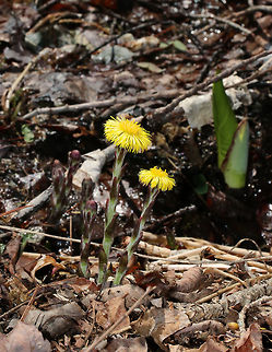 Coltsfoot - Tussilago farfara A perennial, herbaceous plant whose flowers resemble a dandelion. Flowers bloom on leafless stems with the leaves appearing later. 

The genus name comes from the Latin word "tussis" (cough), which alludes to the plant's reputation as a treatment for coughs. The leaves and flowers of this plant are still used in herbal medicine as an expectorant. However, it has been found to contain traces of liver affecting pyrrolizidine alkaloids, which may be toxic in large doses.

Habitat: Growing in a stream next to a bog
https://www.jungledragon.com/image/76943/coltsfoot_-_tussilago_farfara.html Coltsfoot,Geotagged,Spring,Tussilago farfara,United States