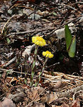 Coltsfoot - Tussilago farfara A perennial, herbaceous plant whose flowers resemble a dandelion. Flowers bloom on leafless stems with the leaves appearing later. <br />
<br />
The genus name comes from the Latin word "tussis" (cough), which alludes to the plant's reputation as a treatment for coughs. The leaves and flowers of this plant are still used in herbal medicine as an expectorant. However, it has been found to contain traces of liver affecting pyrrolizidine alkaloids, which may be toxic in large doses.<br />
<br />
Habitat: Growing in a stream next to a bog<br />
https://www.jungledragon.com/image/76943/coltsfoot_-_tussilago_farfara.html Coltsfoot,Geotagged,Spring,Tussilago farfara,United States