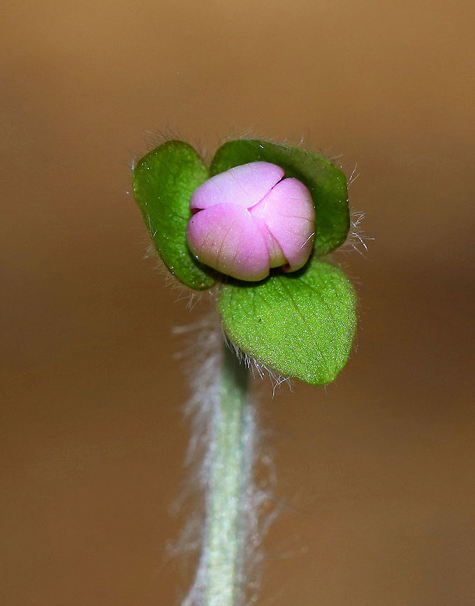 Hepatica nobilis An early spring wildflower with pinkish-lavender flowers and 3-lobed leaves. None of the flowers had opened yet.<br />
<br />
The word &quot;hepatica&quot; is derived from the Latin word for &quot;liver&quot;, which refers to the supposed resemblance of the leaves to the liver. This resemblance led early herbalists to assume that these plants would be effective in treating liver ailments.<br />
<br />
Habitat: Growing in a mossy, boggy forest.  Geotagged,Hepatica nobilis,Spring,United States