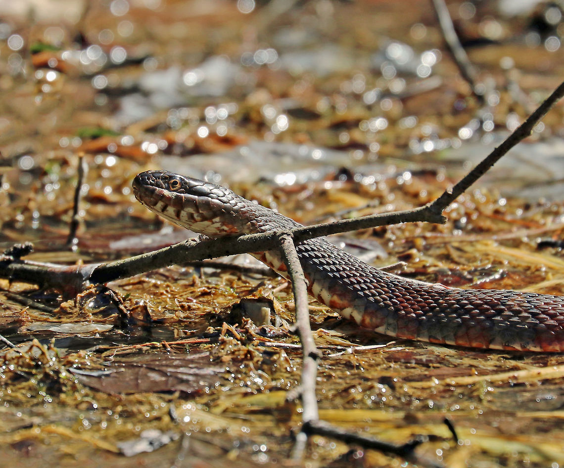 Northern Water Snake - Nerodia sipedon Its dorsum was strongly keeled and was a dark grayish color. It had a pattern of reddish brown bands on its venter.  The lighting was pretty hideous and harsh, so this is the best shot that I could get.<br />
<br />
Habitat: Resting in a small woodland pond Geotagged,Nerodia sipedon,Northern Water Snake,Spring,United States,snake