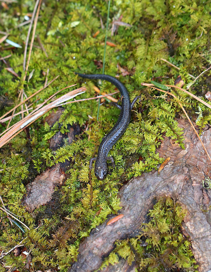 Lead-backed Salamander - Plethodon cinereus This salamander was so fast! I only got a couple quick shots before it disappeared. <br />
<br />
Plethodon cinereus exhibits color polymorphism with two common color variations - the &#039;red-backed&#039; variety has a red dorsal stripe that tapers towards the tail and the &#039;lead-backed&#039; variety lacks most or all of the red pigmentation. This spotting shows the lead-backed variety.<br />
<br />
Habitat: Along the edge of a bog<br />
<figure class="photo"><a href="https://www.jungledragon.com/image/76948/lead-backed_salamander_-_plethodon_cinereus.html" title="Lead-backed Salamander - Plethodon cinereus"><img src="https://s3.amazonaws.com/media.jungledragon.com/images/3232/76948_thumb.jpg?AWSAccessKeyId=05GMT0V3GWVNE7GGM1R2&Expires=1759968010&Signature=uVzVaS%2FVNgXpco%2BAe22pyPIw128%3D" width="200" height="152" alt="Lead-backed Salamander - Plethodon cinereus This salamander was so fast! I only got a couple quick shots before it disappeared. <br />
<br />
Plethodon cinereus exhibits color polymorphism with two common color variations - the &#039;red-backed&#039; variety has a red dorsal stripe that tapers towards the tail and the &#039;lead-backed&#039; variety lacks most or all of the red pigmentation. This spotting shows the lead-backed variety.<br />
<br />
Habitat: Along the edge of a bog<br />
https://www.jungledragon.com/image/76947/lead-backed_salamander_-_plethodon_cinereus.html Geotagged,Plethodon cinereus,Red- backed salamander,Spring,United States" /></a></figure> Geotagged,Plethodon cinereus,Red-backed salamander,Spring,United States,salamander