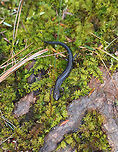 Lead-backed Salamander - Plethodon cinereus This salamander was so fast! I only got a couple quick shots before it disappeared. <br />
<br />
Plethodon cinereus exhibits color polymorphism with two common color variations - the 'red-backed' variety has a red dorsal stripe that tapers towards the tail and the 'lead-backed' variety lacks most or all of the red pigmentation. This spotting shows the lead-backed variety.<br />
<br />
Habitat: Along the edge of a bog<br />
https://www.jungledragon.com/image/76948/lead-backed_salamander_-_plethodon_cinereus.html Geotagged,Plethodon cinereus,Red-backed salamander,Spring,United States,salamander