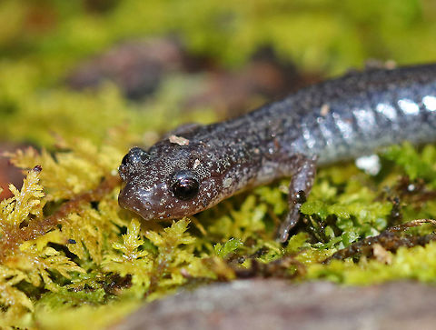 Lead-backed Salamander - Plethodon cinereus This salamander was so fast! I only got a couple quick shots before it disappeared. 

Plethodon cinereus exhibits color polymorphism with two common color variations - the 'red-backed' variety has a red dorsal stripe that tapers towards the tail and the 'lead-backed' variety lacks most or all of the red pigmentation. This spotting shows the lead-backed variety.

Habitat: Along the edge of a bog
https://www.jungledragon.com/image/76947/lead-backed_salamander_-_plethodon_cinereus.html Geotagged,Plethodon cinereus,Red- backed salamander,Spring,United States