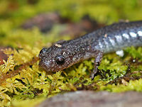 Lead-backed Salamander - Plethodon cinereus This salamander was so fast! I only got a couple quick shots before it disappeared. <br />
<br />
Plethodon cinereus exhibits color polymorphism with two common color variations - the 'red-backed' variety has a red dorsal stripe that tapers towards the tail and the 'lead-backed' variety lacks most or all of the red pigmentation. This spotting shows the lead-backed variety.<br />
<br />
Habitat: Along the edge of a bog<br />
https://www.jungledragon.com/image/76947/lead-backed_salamander_-_plethodon_cinereus.html Geotagged,Plethodon cinereus,Red- backed salamander,Spring,United States
