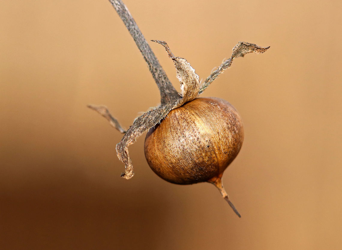 Morning Glory Seed Pod (Family Convolvulaceae) Seed pods contain ripe, black seeds.<br />
<br />
Habitat: Rural backyard Convolvulaceae,Geotagged,United States,Winter,morning glory,morning glory seed pod,seed,seed pod