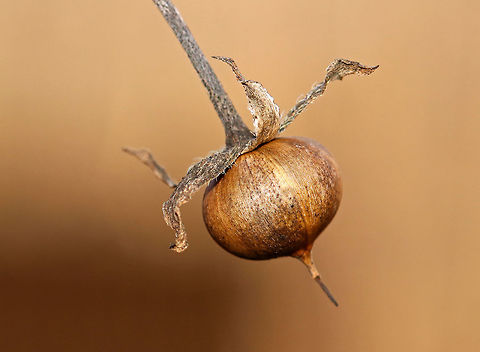 Morning Glory Seed Pod (Family Convolvulaceae) Seed pods contain ripe, black seeds.

Habitat: Rural backyard Convolvulaceae,Geotagged,United States,Winter,morning glory,morning glory seed pod,seed,seed pod