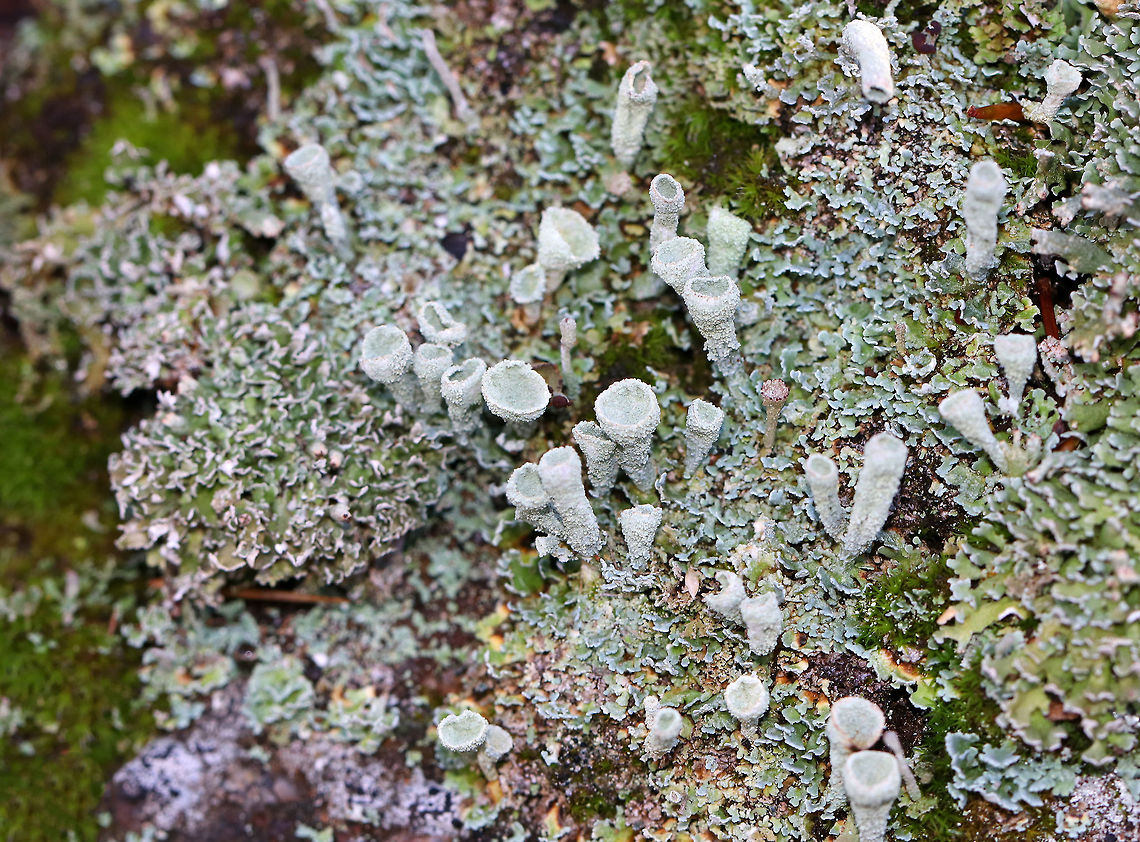 Lichen - Cladonia sp. Habitat: Growing on moss and lichen encrusted rocks in a  wooded backyard Geotagged,United States,Winter,cladonia,lichen