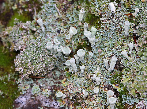 Lichen - Cladonia sp. Habitat: Growing on moss and lichen encrusted rocks in a  wooded backyard Geotagged,United States,Winter,cladonia,lichen