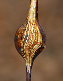 Goldenrod Gall - Eurosta solidaginis These galls are pretty common on goldenrod. They are caused by the fruit fly, Eurosta solidaginis, the larvae of which form round galls on the stem of Solidago sp. 

This gall had a larva inside. *I don't usually cut galls open, and feel pretty awful when I do it. I did it this time as part of a science lesson for my kids. There were dozens of these galls on goldenrod in this meadow, but that still doesn't technically justify my killing this one.

Habitat: Meadow
https://www.jungledragon.com/image/77007/goldenrod_gall_-_eurosta_solidaginis.html
https://www.jungledragon.com/image/77009/goldenrod_gall_-_eurosta_solidaginis.html Eurosta solidaginis,Geotagged,Goldenrod gall fly,United States,Winter