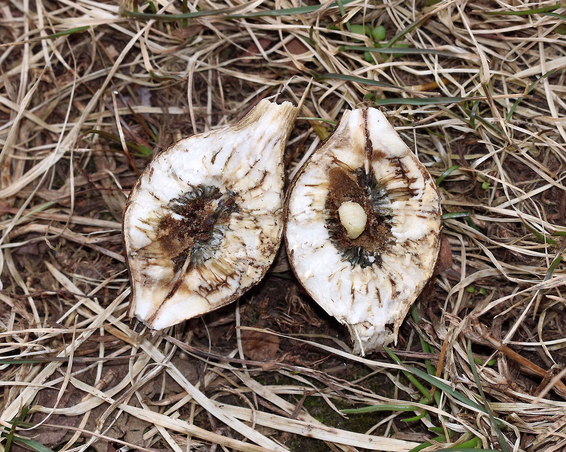 Goldenrod Gall - Eurosta solidaginis These galls are pretty common on goldenrod. They are caused by the fruit fly, Eurosta solidaginis, the larvae of which form round galls on the stem of Solidago sp. <br />
<br />
This gall had a larva inside. *I don't usually cut galls open, and feel pretty awful when I do it. I did it this time as part of a science lesson for my kids. There were dozens of these galls on goldenrod in this meadow, but that still doesn't technically justify my killing this one.<br />
<br />
Habitat: Meadow<br />
<figure class="photo"><a href="https://www.jungledragon.com/image/77009/goldenrod_gall_-_eurosta_solidaginis.html" title="Goldenrod Gall - Eurosta solidaginis"><img src="https://s3.amazonaws.com/media.jungledragon.com/images/3232/77009_thumb.jpg?AWSAccessKeyId=05GMT0V3GWVNE7GGM1R2&Expires=1769040010&Signature=NcqGirh1cyZVPpE3U%2Bg5Bpx6Uqw%3D" width="200" height="154" alt="Goldenrod Gall - Eurosta solidaginis These galls are pretty common on goldenrod. They are caused by the fruit fly, Eurosta solidaginis, the larvae of which form round galls on the stem of Solidago sp. <br />
<br />
This gall had a larva inside. *I don't usually cut galls open, and feel pretty awful when I do it. I did it this time as part of a science lesson for my kids. There were dozens of these galls on goldenrod in this meadow, but that still doesn't technically justify my killing this one.<br />
<br />
Habitat: Meadow<br />
https://www.jungledragon.com/image/77005/goldenrod_gall_-_eurosta_solidaginis.html<br />
https://www.jungledragon.com/image/77007/goldenrod_gall_-_eurosta_solidaginis.html Eurosta solidaginis,Geotagged,Goldenrod gall fly,United States,Winter" /></a></figure><br />
<figure class="photo"><a href="https://www.jungledragon.com/image/77005/goldenrod_gall_-_eurosta_solidaginis.html" title="Goldenrod Gall - Eurosta solidaginis"><img src="https://s3.amazonaws.com/media.jungledragon.com/images/3232/77005_thumb.jpg?AWSAccessKeyId=05GMT0V3GWVNE7GGM1R2&Expires=1769040010&Signature=eLK7hC4ZVVc0bJ2DQbC84LQI92Q%3D" width="120" height="152" alt="Goldenrod Gall - Eurosta solidaginis These galls are pretty common on goldenrod. They are caused by the fruit fly, Eurosta solidaginis, the larvae of which form round galls on the stem of Solidago sp. <br />
<br />
This gall had a larva inside. *I don't usually cut galls open, and feel pretty awful when I do it. I did it this time as part of a science lesson for my kids. There were dozens of these galls on goldenrod in this meadow, but that still doesn't technically justify my killing this one.<br />
<br />
Habitat: Meadow<br />
https://www.jungledragon.com/image/77007/goldenrod_gall_-_eurosta_solidaginis.html<br />
https://www.jungledragon.com/image/77009/goldenrod_gall_-_eurosta_solidaginis.html Eurosta solidaginis,Geotagged,Goldenrod gall fly,United States,Winter" /></a></figure> Eurosta solidaginis,Geotagged,Goldenrod gall fly,United States,Winter